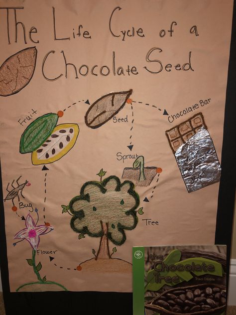 Let your students have a closer look, to see the life cycle of a chocolate seed! Also the book The Chocolate Tree is a cool way to introduce the lesson! Chocolate Projects For School, Chocolate Craft, Chocolate School, Chocolate Activities, International Chocolate Day, Chocolate Fever, Cocoa Fruit, The Chocolate Touch, Science Center Preschool