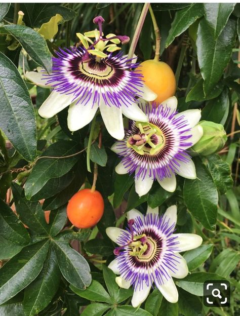 Passion Fruit Flower, Unusual Flowers, Beautiful Flowers Garden, Rare Flowers, Passion Flower, Beautiful Rose Flowers, Botanical Flowers, Tropical Garden, Exotic Flowers