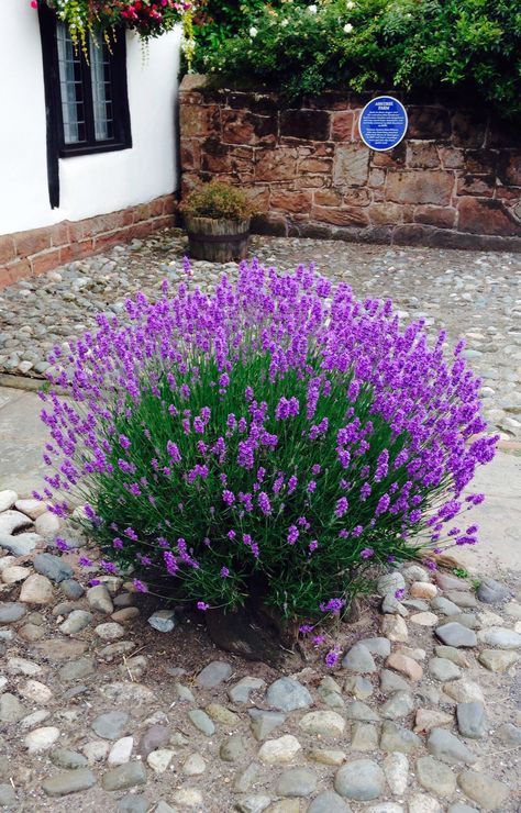 Lavender grown in an old tree stump Garden Under Tree, Lavender Tree, Diy Lavender, Beautiful Home Gardens, Lavender Garden, Lavender Plant, Old Tree, Tree Stump, Front Yard Landscaping Design