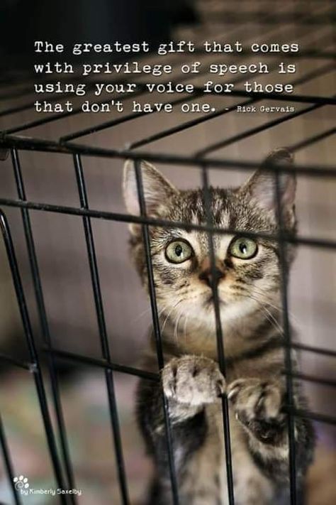 Animal Rescue Quotes, Rescue Quotes, Good Morning Facebook, Human And Animal, Cat Info, Stop Animal Cruelty, Kitten Rescue, Animal Advocacy, Rescue Cats