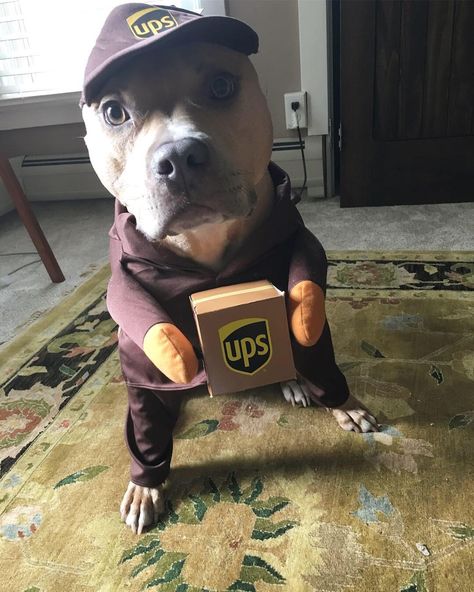 20 Pit Bulls Wearing Costumes Because Why Not? Pitbull Halloween Costumes, Pet Parade, Dog Halloween Costumes, Staffordshire Bull Terrier, Dog Costumes, Pit Bulls, Dog Costume, Smile Because, Pet Costumes