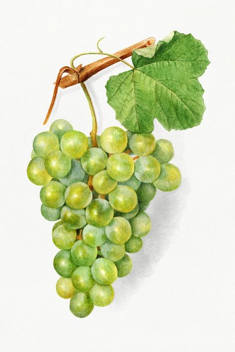 Grapes Illustration, Grape Illustration, Grape Drawing, Grape Painting, Apple Illustration, Free Illustration Images, Vintage Apple, Fruit Illustration, Fruit Painting