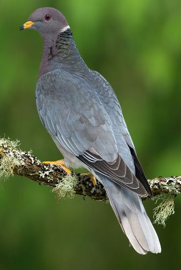 Band-tailed Pigeon Aesthetic Pigeon, Pigeon Aesthetic, Pigeon Wallpaper, Band Tailed Pigeon, Pigeon Tattoo, Feral Pigeon, Pigeon Pictures, Pigeon Loft, Tattoo Bird