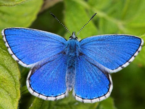 Adonis Blue Glasswing Butterfly, Butterfly Facts, Common Blue Butterfly, Types Of Butterflies, Peacock Butterfly, Butterfly Species, Butterfly Images, Blue Wings, Beautiful Bugs