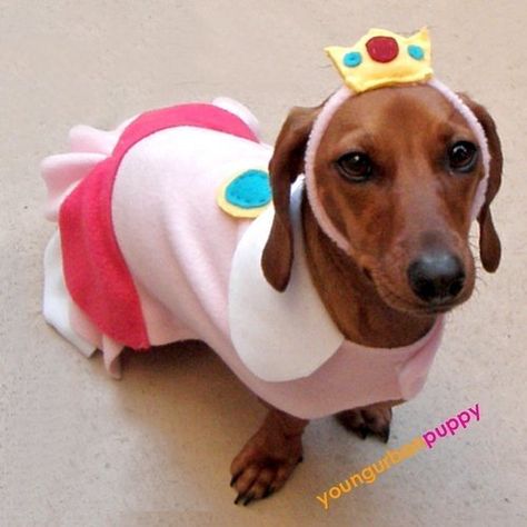 Bindy as Princess Peach and Duke as Mario!! Totally would be adorable Princess Peach Costume Diy, Peach Nintendo, Diy Pet Costumes, Mario Halloween Costumes, Princess Peach Costume, Peach Costume, Princess Diy, Princess Dog, Weenie Dogs