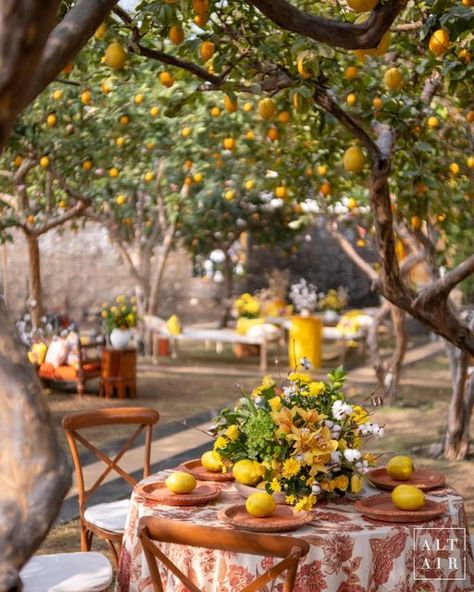 Wedding In Orchard, Orange Orchard Wedding, Orange Grove Wedding, Teakwood Furniture, Orange Orchard, Orchard Wedding, Orange Grove, Dried Florals, Big Fat Indian Wedding