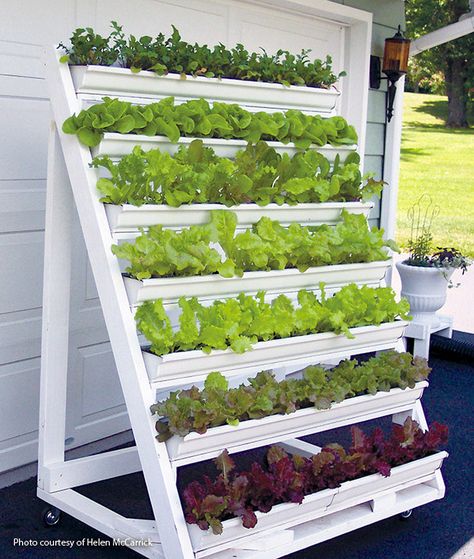 Diy Greenery, Grow Lettuce, Gutter Garden, Greenery Wall, Vertical Vegetable Garden, Small Vegetable Gardens, Backdrop Diy, Vertical Herb Garden, Grass Wall