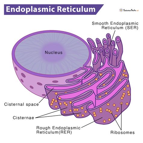 Endoplasmic Reticulum - Science Facts Cell Organelles Diagram, Endoplasmic Reticulum Drawing, Paramecium Biology, Animal Cell Drawing, Bacterial Cell Structure, Endoplasmic Reticulum Notes, Smooth Endoplasmic Reticulum, Animal Cell Structure, Cell Biology Notes