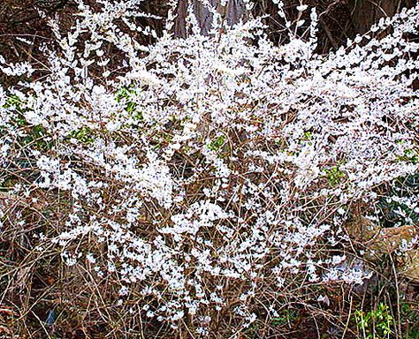 White Forsythia, Limonium Platyphyllum, Abeliophyllum Distichum, Davidia Involucrata, Cercidiphyllum Japonicum, Enkianthus Campanulatus, Garden Plan, Winter Plants, Diy Landscaping