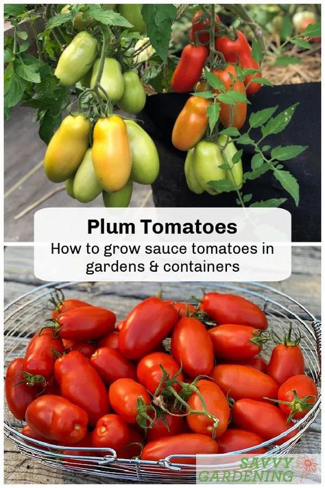 Plum tomatoes are essential for thickening homemade sauces, soups, and juices. Learn how to grow these dense, low-moisture tomatoes in gardens and pots. #gardening #vegetablegardening Sustainable Homestead, Growing Vegetables In Pots, Planting Garlic, Garden Fruit, Homestead Ideas, Growing Cucumbers, Fall Garden Vegetables, Planting Plan, Dr Sebi