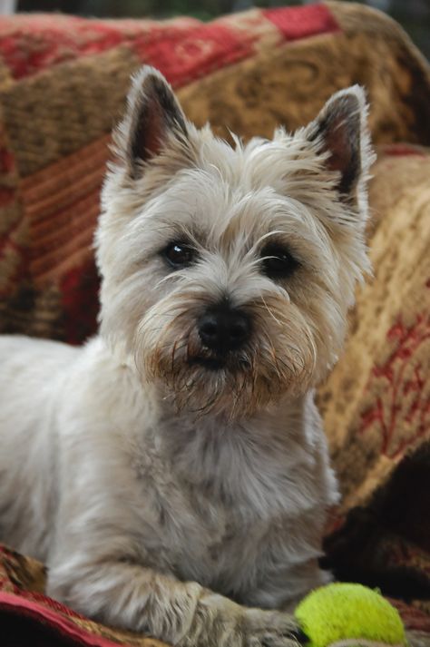 Carin Terrier Haircut, Carin Terriers, Carin Terrier, Cairn Terrier Haircut, Cairn Terrier Drawing, Cairn Terriers, Cairn Terrier Puppies, Cairn Terrier Mix, Norwich Terrier