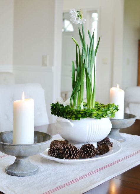 Tureen Centerpiece, Forcing Bulbs, Home Decorating Styles, Kitchen Table Centerpiece, Centerpiece Christmas, Romantic Shabby Chic, Soup Tureen, Soup Containers, Holiday Decor Ideas