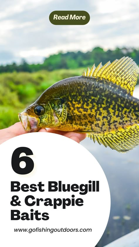 Panfish Fishing, Fishing Tips For Beginners, Bluegill Fishing, Fishing Hacks, Bluegill Bait, Bream Fishing Tips, Crappie Jigs Patterns, Crappie Rigs, Bass Fishing Rigs Setup