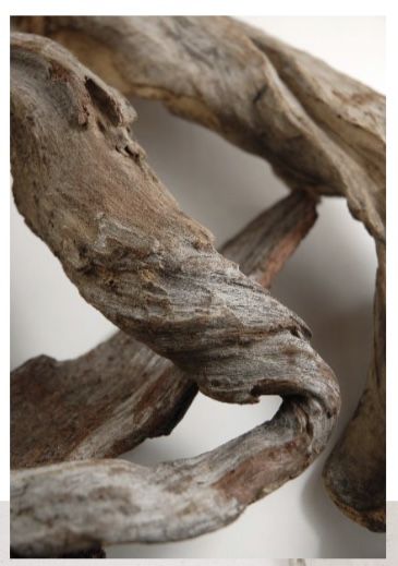 Driftwood Photography, Nature Texture, Wood Aesthetic, Mood Design, Cosmetic Clinic, Mood Images, Driftwood Decor, Texture Inspiration, Drift Wood