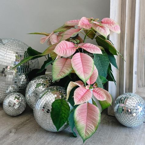 On Wednesdays we post pink poinsettias | Instagram Christmas Poinsettia, December 13, The Maker, Poinsettia, Christmas Decoration, Floral Arrangements, Christmas Decorations, Floral, Christmas