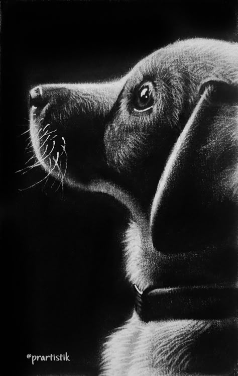 Glass Marking Pencil Art, Charcoal Art Animals, White Charcoal Drawing On Black Paper, White Pencil Drawing On Black Paper, White Charcoal Drawings, Charcoal Pencil Sketches, White On Black Drawing, White Charcoal Drawing, Charcole Drawings