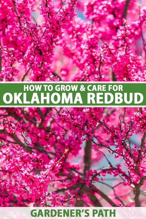 Oklahoma Redbud Tree, Vegetable Planting Guide, Outdoor Eating Area, Trees For Front Yard, Redbud Tree, Red Bud, Front Landscaping, Tea Garden, Planting Vegetables