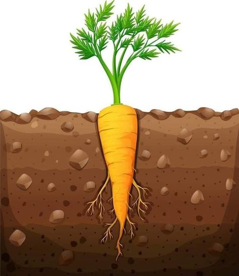 Vegetables Drawing For Kids, Underground Illustration, Vegetables Drawing, Plant Lessons, How To Plant Carrots, Vegetable Drawing, Under Ground, Plant Cartoon, Flashcards For Kids