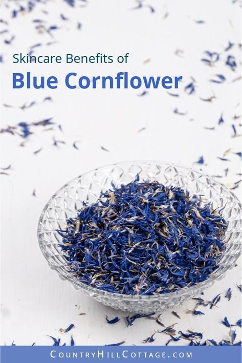 Skincare benefits of cornflower petals - Dried cornflower petals have a mesmerizing blue colour and a calming floral scent. The herb is rich in minerals and flavonoids, and has astringent and anti-inflammatory properties that are excellent to soothe the skin. Blue cornflower may also be helpful to help with eczema and to strengthen hair and nails. #cornflower #bluecornflower #driedflowers #herbalism | countryhillcottage.com Futuristic Nails, Dry Skin In Winter, Diy Body Lotion, Homemade Body Lotion, Body Lotion For Dry Skin, Lotion Recipe, Skincare Benefits, Homemade Bath, Homemade Lotion