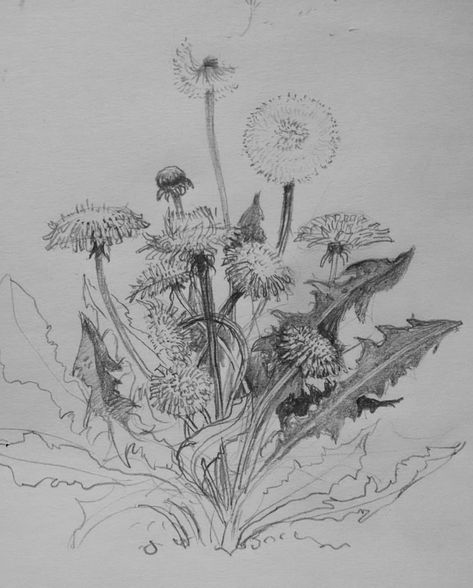 Dandelion Pencil Drawing, Dandelion Reference, Dandelion Drawings, Drawing Dandelions, Dandelion Sketch, Dandelion Drawing, Grass Drawing, Dandelion Painting, Alice In Wonderland Drawings