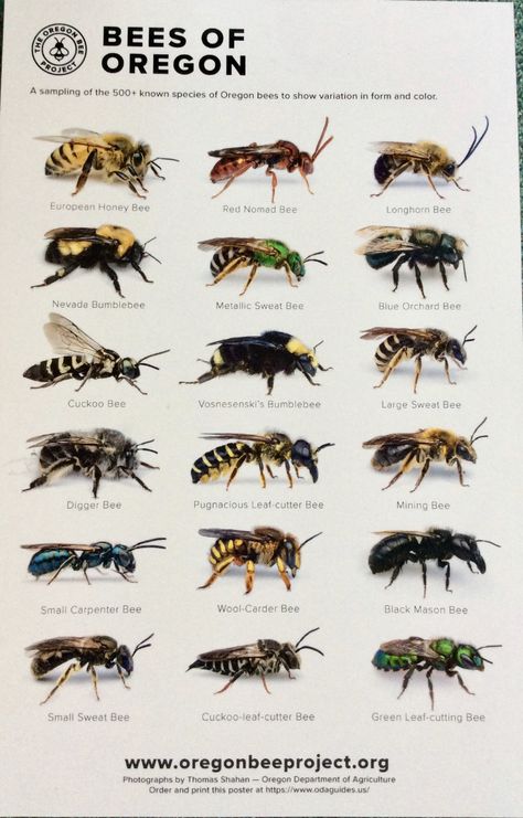 Different Types Of Bees, Honey Bees Keeping, Different Bees, Pig Breeds, Types Of Bees, Bee Keeping Supplies, Bees And Wasps, Bee Farm, Creature Artwork