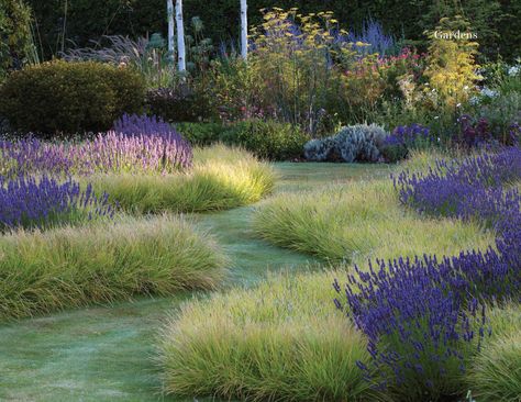 Lavender Hidcote, Dry Gardens, Lavender Hedge, Grow Lavender, Lavender Varieties, Parterre Garden, Flower Borders, Grass Garden, Small Water Features