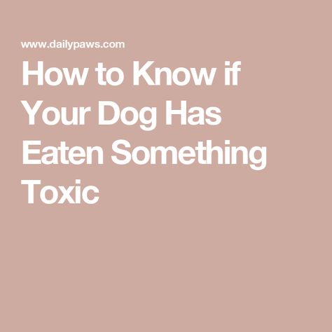 How to Know if Your Dog Has Eaten Something Toxic Dog Conditioner, Cat Diet, Cat Health Care, Cat Nutrition, Dog Health Care, Pet Cleaning, Dog Nutrition, Pet Gear, Can Dogs Eat