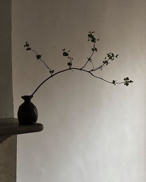 Wabi Sabi Plants, Colin King, Avatar Images, Japanese Minimalism, Home Still, Mood And Tone, Ceramics Pottery Art, Japanese Flowers, Japanese Aesthetic