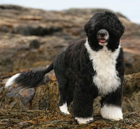 Portuguese Water Dog named Dobby on large rocks. Portugal Water Dog, Portugese Water Dogs, Top 10 Facts, Dog Types, Every Dog Breed, All Breeds Of Dogs, Disabled Dog, Most Beautiful Dogs, Big Puppies