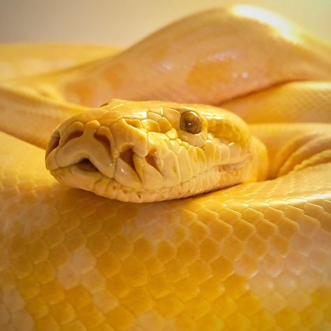 Burmese Python, Yellow Snake, Color Boards, Burmese, Snakes, Reptiles, Python, Cute Animals, Yellow