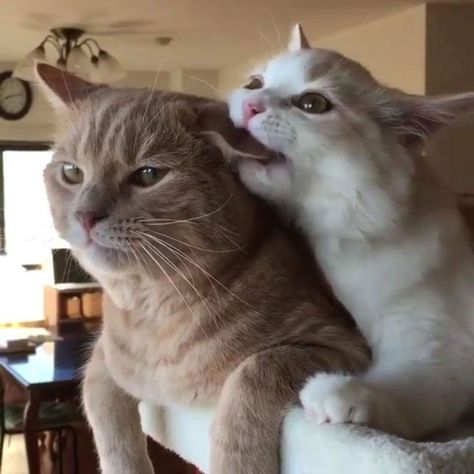 Cat Couple, Cat Cuddle, Söt Katt, Two Cats, Cute Cats Photos, Cat Aesthetic, Silly Cats, Sweet Animals, Pretty Cats