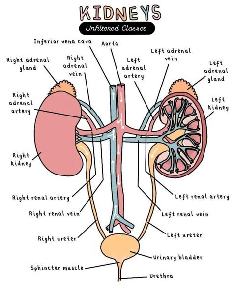 Discover the incredible anatomy of the human kidney—the body's natural filtration system! 🧬 From nephrons to ureters, every part plays a vital role in keeping you healthy. #KidneyFacts #AnatomyInsight" #KidneyAnatomy #HumanBody #HealthScience #MedicalFacts #Nephrology #BiologyLovers #HumanAnatomy #BodyStructure #Healthcare #ScienceExplained Kidney Anatomy, Entamoeba Histolytica, Human Kidney, Biological Science, Urinary System, Medical Facts, Adrenal Glands, Medical Terms, Science Biology