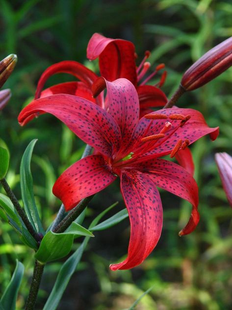 Flower Aesthetic Purple, Lilly Flower Aesthetic, Lilly Flower Drawing, Purple Lilly, Lilly Garden, Red Lily Flower, Tiger Lily Flowers, Goth Garden, Lilly Flower