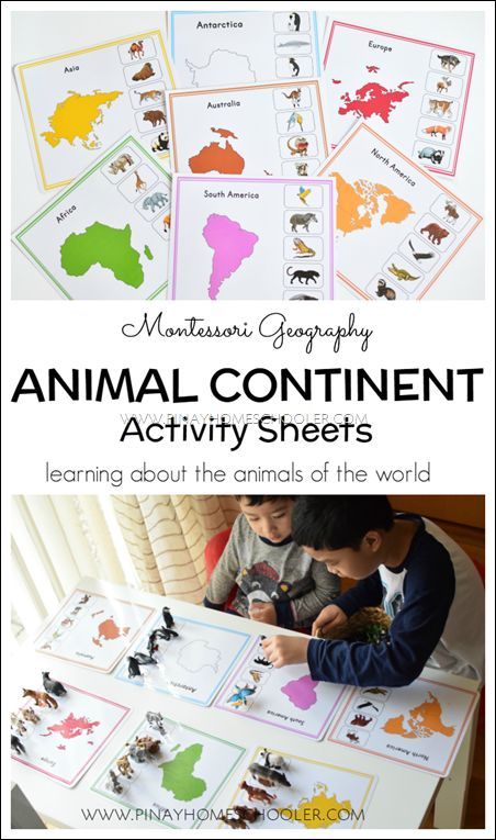 Hands On Activity to Learn about Geography and Animals Around The World Activity, Continents Activities, Animals Around The World, Montessori Geography, Geography For Kids, Geography Activities, American History Lessons, Teaching Geography, Homeschool Geography