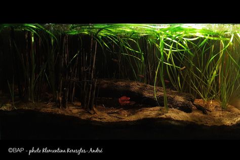 Cool Fish Tank Decorations, Terrarium Inspiration, Pet Enclosures, Aquascape Ideas, Kachin State, Biotope Aquarium, Gecko Terrarium, Fish Tank Themes, Cool Fish Tanks