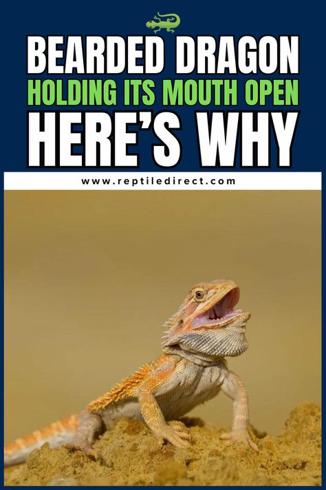 A bearded dragon, with a light orange and beige color, is shown sitting on sandy ground with its mouth open. The top portion of the image includes large bold white text reading "Bearded Dragon Holding Its Mouth Open" with green and white text below saying "Here’s Why." Dragon Mouth Open, Dragon Mouth, Reptile Care, Bearded Dragon Care, Pet Lizards, Bearded Dragon, Lizards, The Common, A Sign