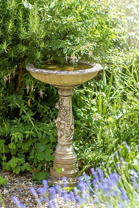 An ornate stone Bird bath feature in an English Cottage garden with soft sunlight and flowers Stone Bird Baths, Edging Plants, Hardy Geranium, Hedging Plants, Bird Bath Garden, Cottage Garden Plants, Fragrant Plant, Garden Whimsy, English Cottage Garden