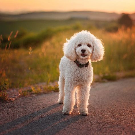 Poodle Sizes Chart, Apricot Poodle Miniature, Toy Poodle Full Grown, Poodle Full Grown, Miniature Poodle Haircuts, Poodles Miniature, Poodle Haircuts, Tiny Toy Poodle, Miniature Poodle Puppy