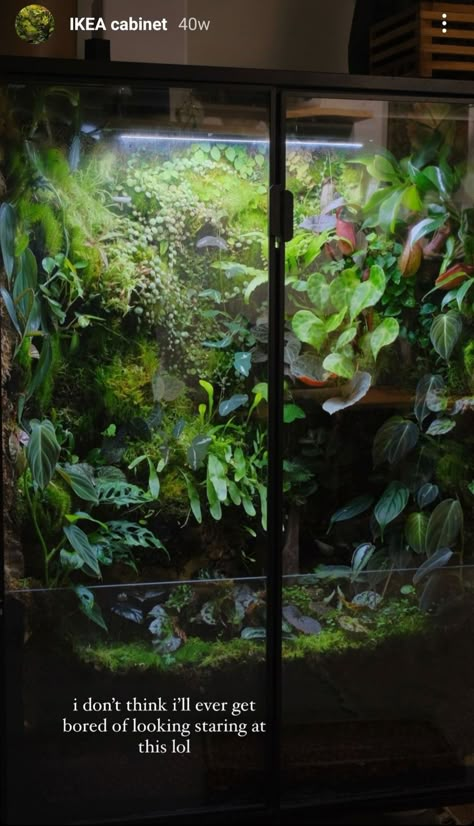 Snake Plant Terrarium, Plant Terrarium Cabinet, Poison Dart Frog Vivarium, Bioactive Snake Enclosure, Paludarium Animals, Bio Active Terrarium, Orchid Vivarium, Large Vivarium, Reptile Room Aesthetic