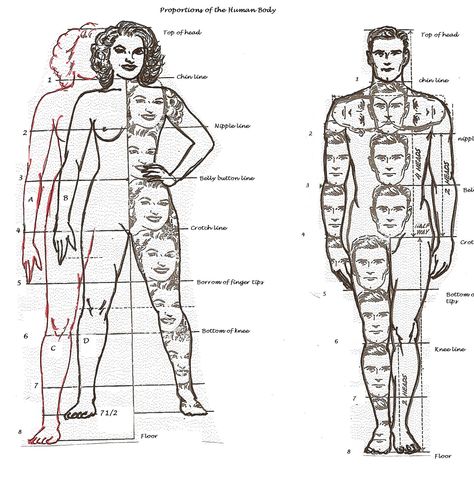 Body proportions sculpting and drawing reference. Body Proportion Drawing, Human Body Proportions, Drawing Body Proportions, Drawing Proportions, Human Body Drawing, Human Figure Sketches, Human Anatomy Drawing, Human Figure Drawing, Human Anatomy Art