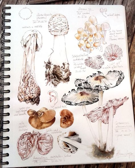 Drawings Of Mushrooms, Mushroom Project, Wood Ear Mushroom, Botanical Art Drawing, Ear Mushroom, Pen And Ink Watercolor, Watercolour Sketchbook, Botanical Journal, Botanical Sketchbook