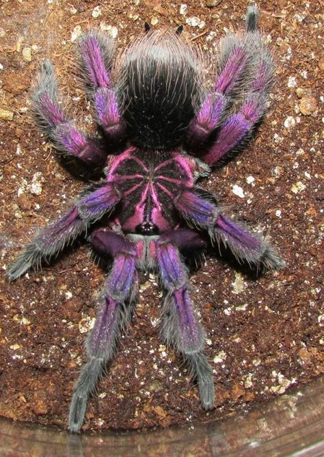 Pet Tarantula, Arachnids Spiders, Spider Species, Pet Spider, Cool Bugs, A Bug's Life, Beautiful Bugs, Creepy Crawlies, Arthropods