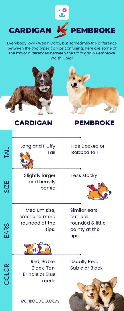 Do you know the difference between cardigan and pembroke which can be misspelled as it somewhat looks alike! Here are some differences that you must know Follow Monkoodog for more posts like this!! To know more about the breed follow the link given below!! #themonkoodog #lifestyle #pets#petlovers #petparent #post #life #petindustry #awareness #like #share #love #information #facts #pembroke Dog Mange, Corgi Dog Breed, Corgi Breeds, Working Cocker, Famous Dogs, Cardigan Welsh Corgi, Dog Information, Dog Stories, Dog Facts