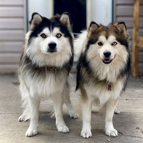 Pomsky Studs In Alberta - TK POMSKIES OF CANADA White Pomsky, Pomsky Full Grown, Siberian Husky Colors, Pomeranian Colors, Husky Colors, Puppies With Blue Eyes, Dog Room, Breed Dogs, Dog Rooms