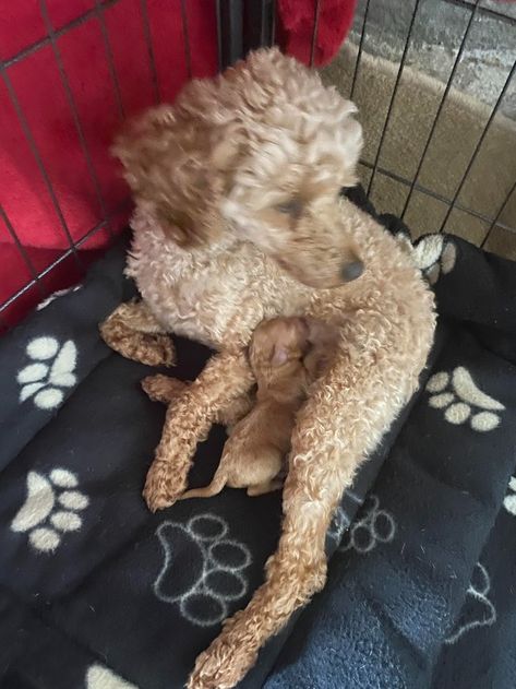 Dogs & Puppies, Rehome Buy and Sell | Preloved Toy Poodle Puppy, Unusual Animals, Poodle Puppy, Toy Poodle, Animal Crafts, Forever Home, Dogs Puppies, An Animal, Classified Ads