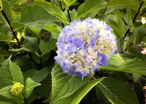 Nantucket Blue Hydrangea, Blue Hydrangea Nursery, Blue Enchantress Hydrangea, Antique Blue Hydrangea, Hydrangea Arborescens, Hydrangea Macrophylla, Tree Tops, Blue Hydrangea, Cut Flowers