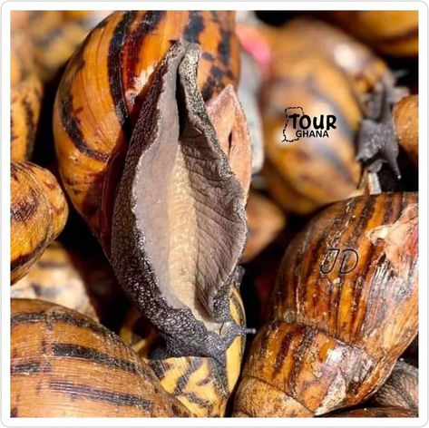 These are the achatina achatina types of snails. Types Of Snails, Animals Beautiful, Animals, Humour