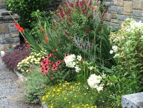 another butterfly bush photo Butterfly Bush Landscaping, Bush Landscaping, Modern Front Yard, Garden Diary, Butterfly Plants, Front Yard Design, Butterfly Bush, Master Gardener, Gossip News