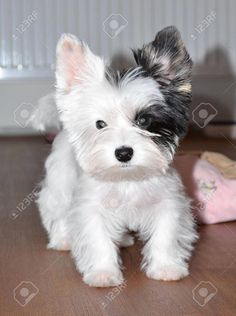 Puppies Yorkie, Biewer Yorkie, Teacup Yorkie Puppy, Westie Puppies, Teacup Yorkie, Westie Dogs, Yorkie Dogs, Yorkshire Terrier Puppies, Rottweiler Puppies