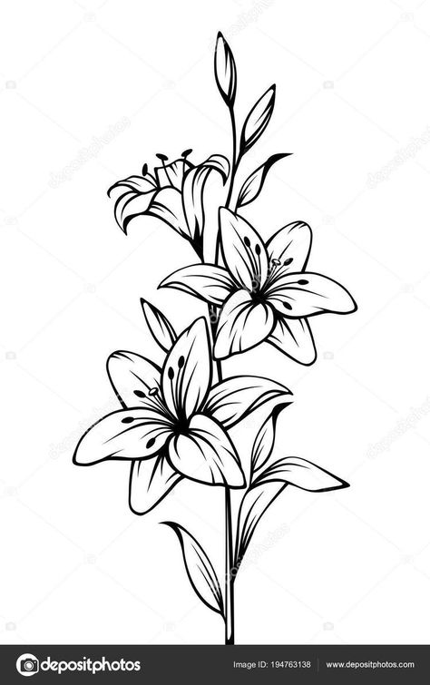 Lily Drawing, Lilies Drawing, Lily Flower Tattoos, Muster Tattoos, Cute Tiny Tattoos, Lily Tattoo, Flower Art Drawing, Contour Drawing, Floral Drawing